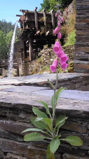 Flor junto a una rueda de molino exterior
